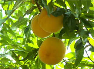 黄桃树喜结“致富果”