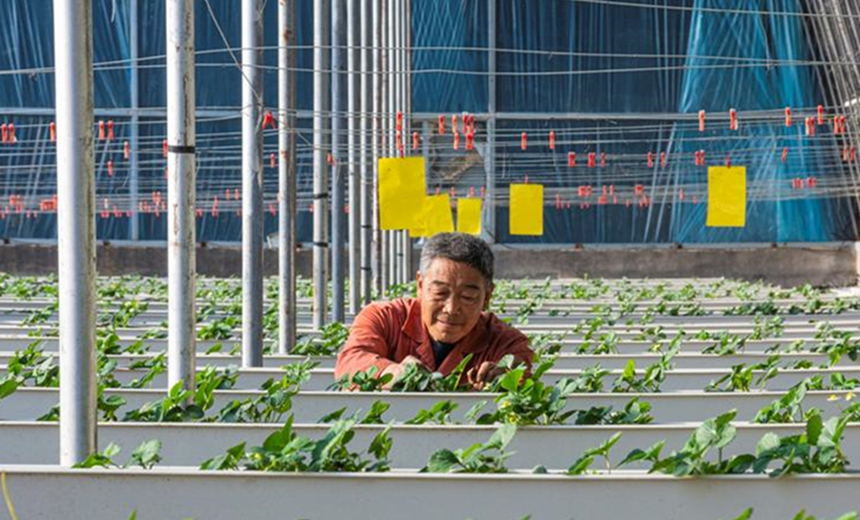在行唐縣北埌壩村碧源生態農場的無土栽培草莓大棚內，工人正在為草莓疏花，檢查草莓長勢。 張峰攝