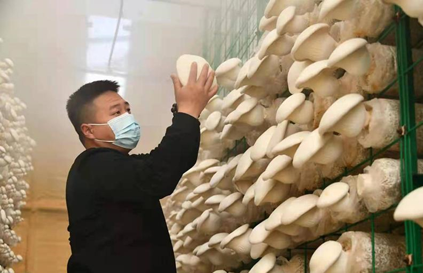 在行唐縣玉亭鄉疙瘩頭村白靈菇種植基地，工人正在採摘白靈菇。 劉梅全攝