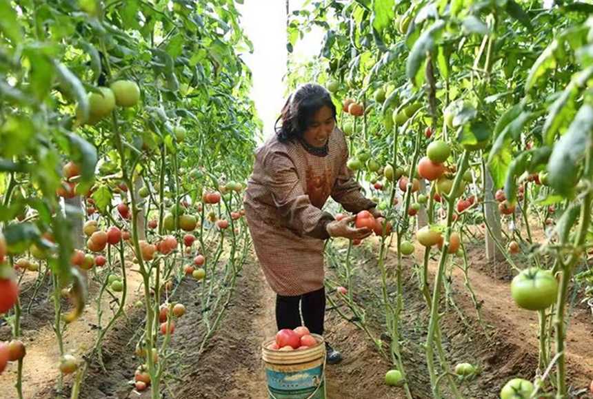 12月7日，在行唐縣玉亭鄉疙瘩頭村大棚蔬菜種植基地，工人正在採摘西紅柿。 劉梅全攝