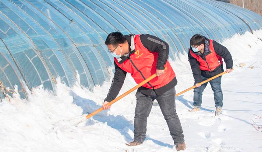 2月14日，在河北省文安縣興隆宮鎮新騰農業基地，志願者幫助菜農清除蔬菜大棚上的積雪。 李浩賓攝