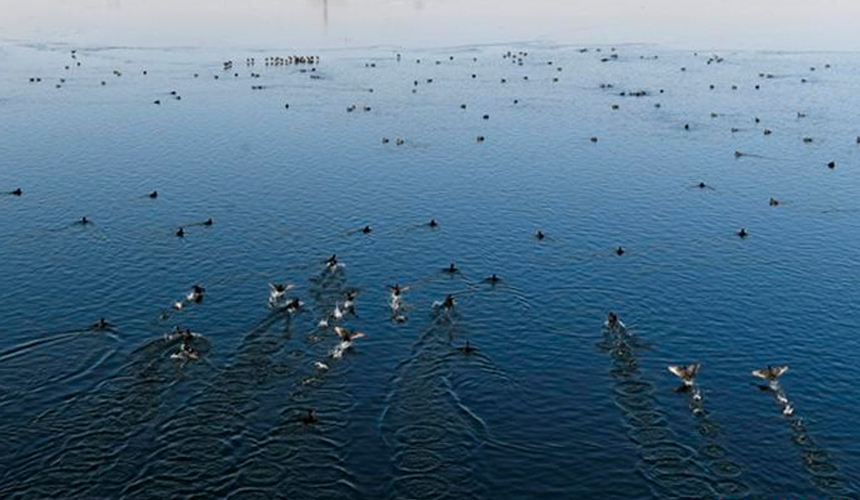 在文安縣趙王新河濕地公園，一群野鴨在水面上嬉戲。 王暉攝