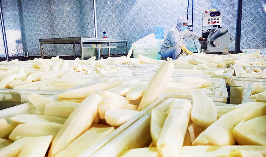 廊坊市廣陽區種植養殖專業合作社，員工對白蘿卜進行切片。張雪攝
