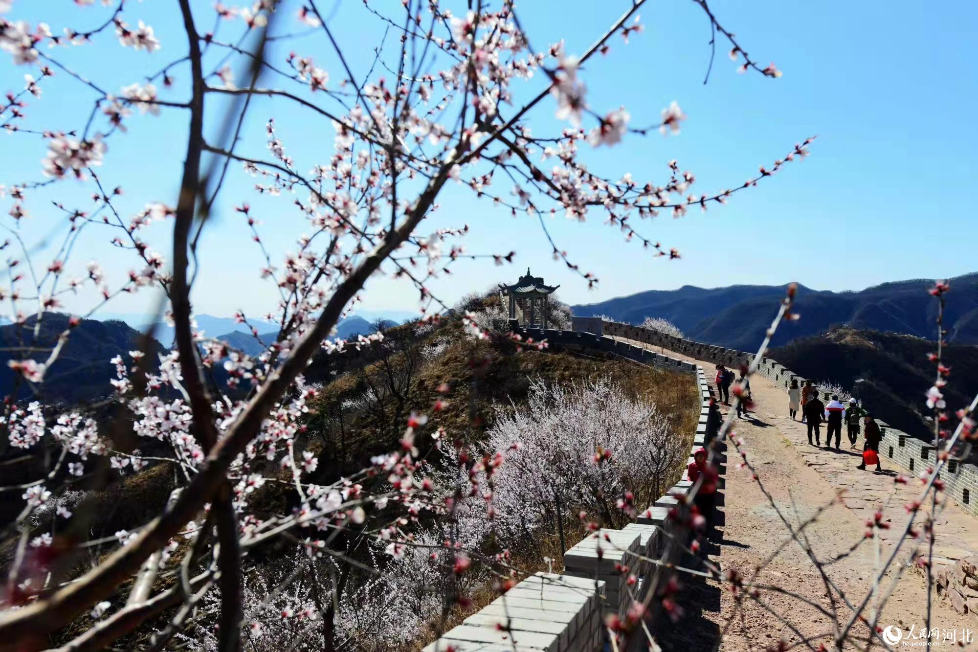 邢台九龙峡景区鲜花盛开。 马健摄