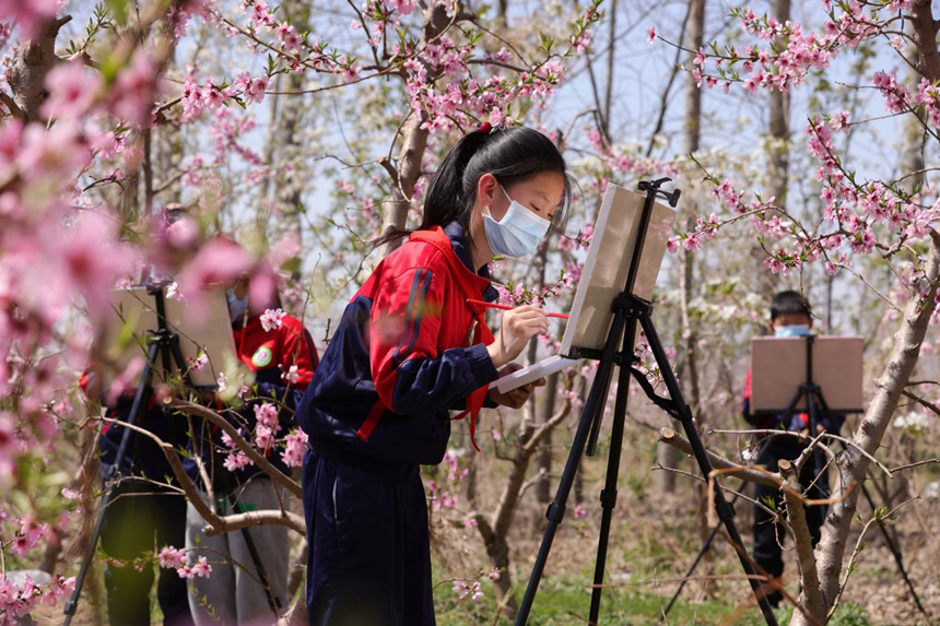 河北省邢台市广宗县件只乡东张魏小学学生在桃园里写生。 王垒摄