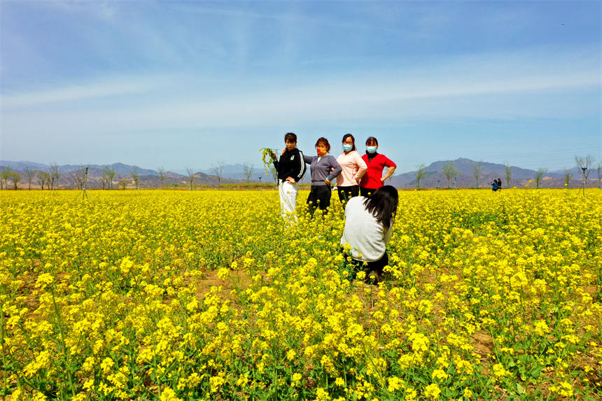 游客在油菜花田中拍照留念。刘顺利摄