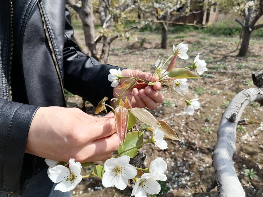 �ӱ�ʡ�����ص���ũ���ڶ����������軨������ �￡����