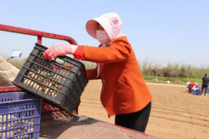 2022年4月21日，在河北省邯鄲市肥鄉區天台山鎮大康堡村，聖茂種植專業合作社姜農們正在搬運姜種。梁艷攝