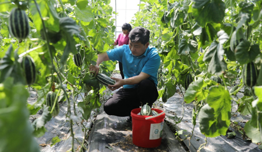 近日，游客在河間市一家農業種植合作社的大棚內採摘甜瓜。 李世文攝