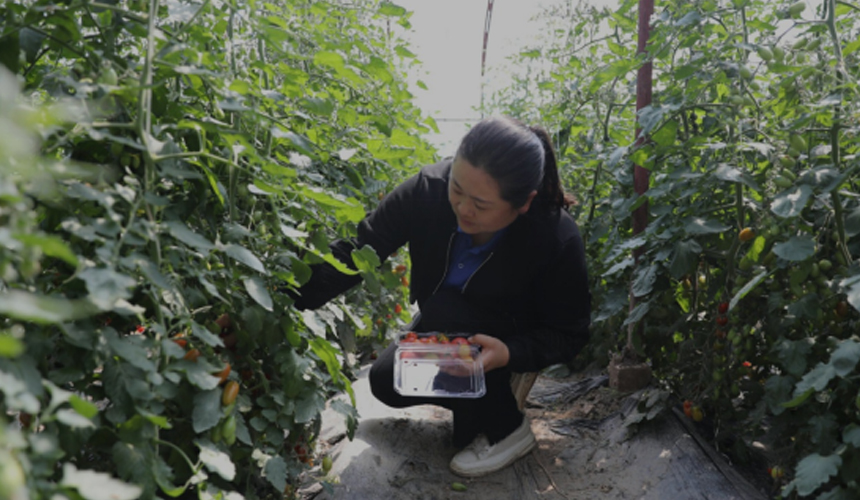 近日，游客在河間市一家農業種植合作社的大棚內採摘西紅柿。 李世文攝