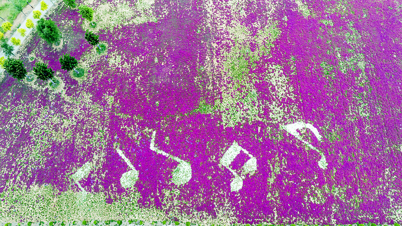 邯鄲市復興區德豐生態園的300畝芝櫻花進入最佳觀賞期。放眼望去，五彩音符和豎琴造型下的芝櫻花恰似披上了一層色彩斑斕的錦緞，蔚為壯觀。聶長青攝