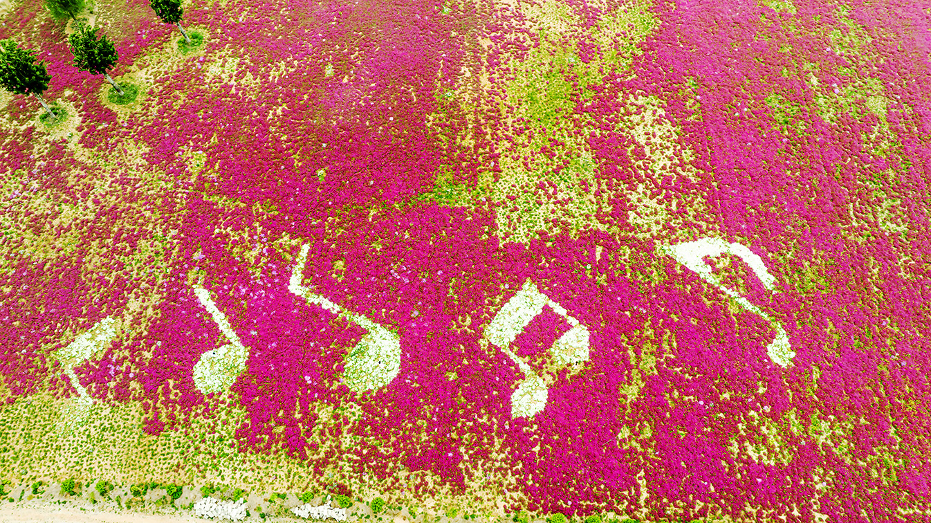 邯鄲市復興區德豐生態園的300畝芝櫻花進入最佳觀賞期。放眼望去，五彩音符和豎琴造型下的芝櫻花恰似披上了一層色彩斑斕的錦緞，蔚為壯觀。聶長青攝