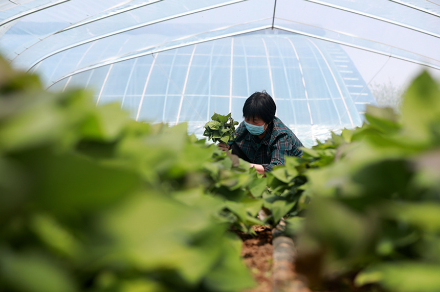 河北省邢台市任澤區一家合作社農民在收獲紅薯秧。 陳惠浩攝