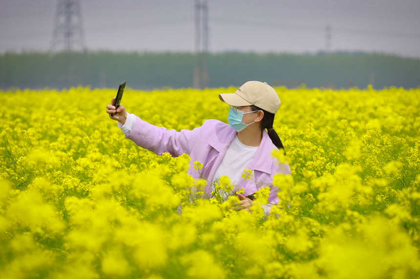 游客在竞相绽放的芥菜花丛中打卡拍照。毕帅摄