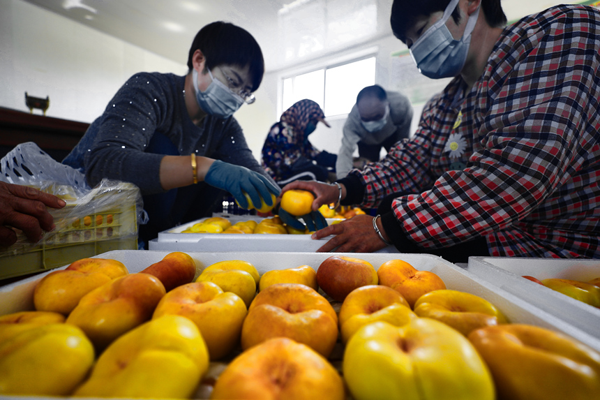 河北省唐山市豐南區唐坊鎮孫老庄村果農正將油蟠桃分揀裝箱。 畢帥攝