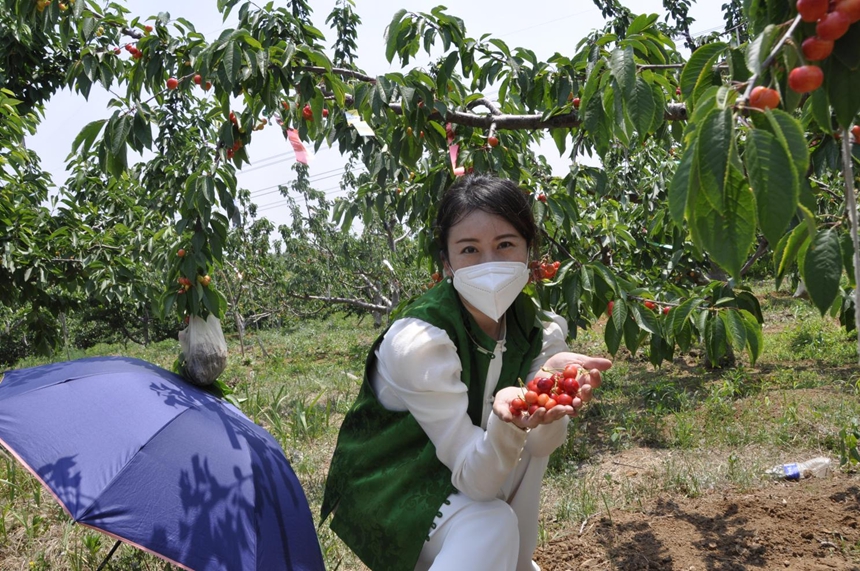 市民在迁安市臻致大樱桃种植专业合作社采摘。 商立超摄