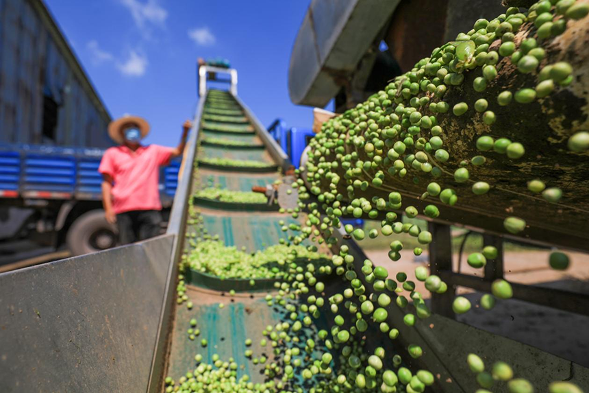 河北省唐山市灤南縣宋道口鎮農民使用農機進行豌豆脫粒作業。張永新攝