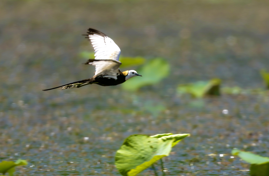 国家二级重点保护动物水雉在滹沱河湿地栖息。王秀荣摄