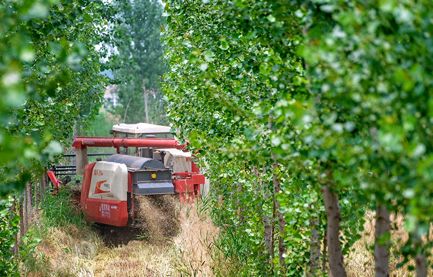 收割机在收割成熟的油菜花。 陈英华摄