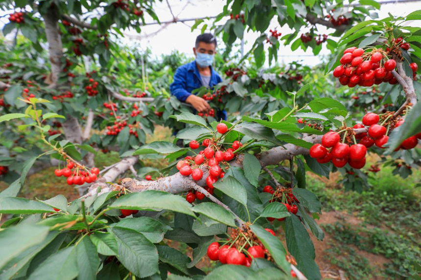 河北省唐山市灤南縣倴城鎮杰地豐華水果種植專業合作社工人正在採收大櫻桃。張永新攝