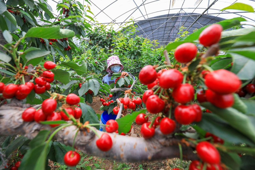 河北省唐山市灤南縣倴城鎮杰地豐華水果種植專業合作社工人正在採收大櫻桃。張永新攝