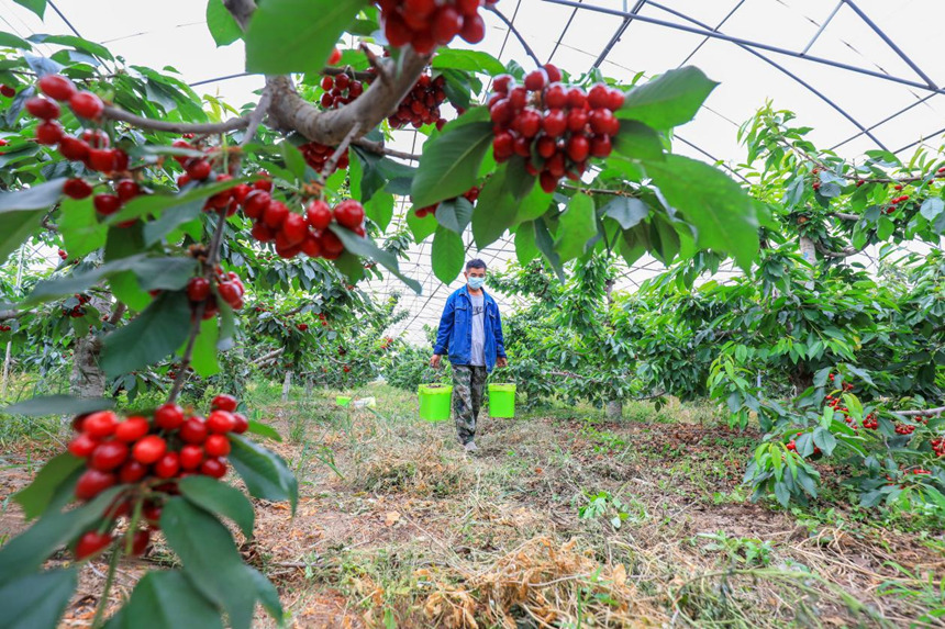 河北省唐山市灤南縣倴城鎮杰地豐華水果種植專業合作社工人正在採收大櫻桃。張永新攝