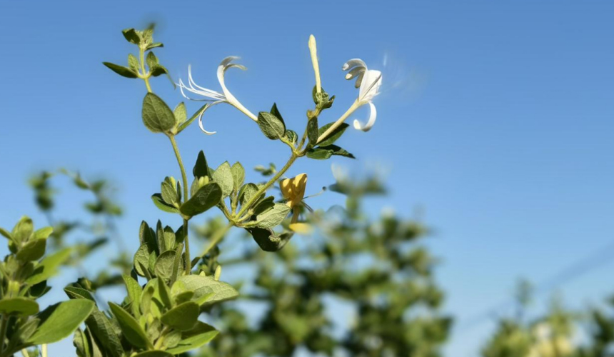 河北省东光县金银花种植基地里，一根根饱满如“银针”的花蕾挂满枝头，生机盎然。赵越摄