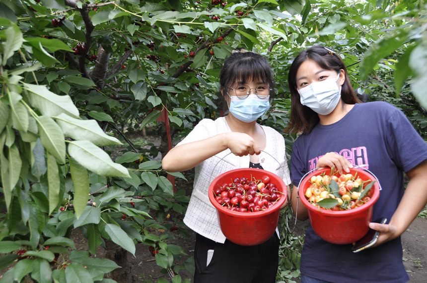 游客在迁安市建昌营镇南冷口村展示采摘的樱桃。 商立超摄