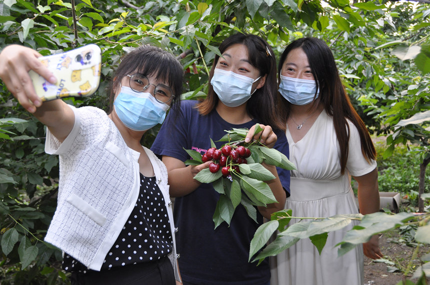 游客在遷安市建昌營鎮南冷口村採摘櫻桃時合影留念。 商立超攝