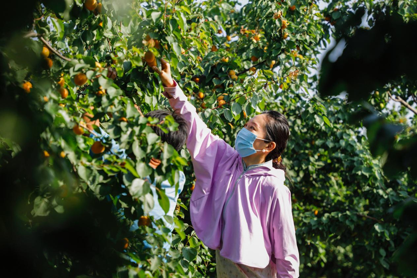 河北省唐山市豐南區小集鎮杏園內，游客正在採摘黃杏。陳軍攝