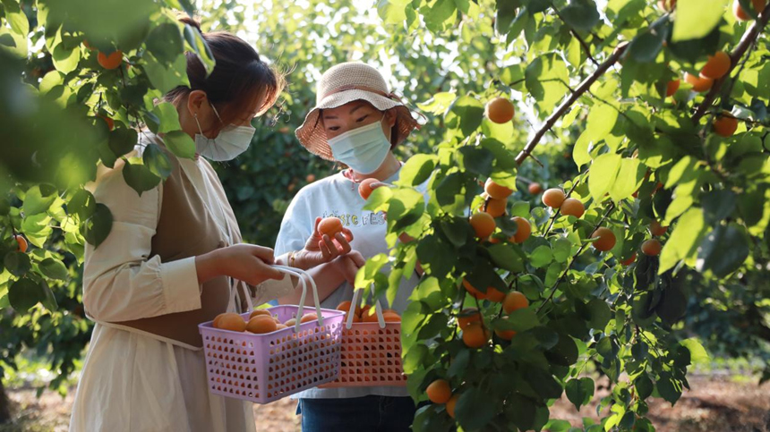 河北省唐山市豐南區一處杏園內，游客正在採摘黃杏。陳軍攝