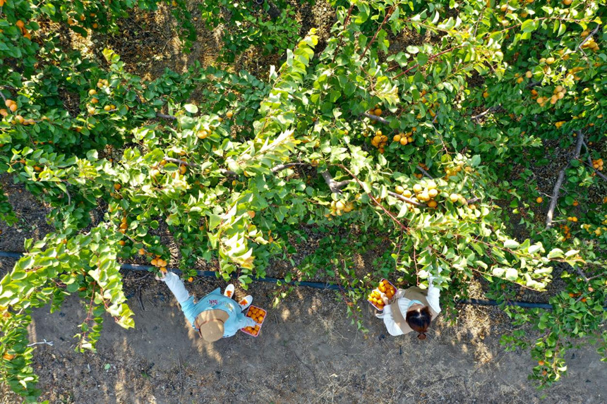 河北省唐山市豐南區一處杏園內，游客正在採摘黃杏。陳軍攝