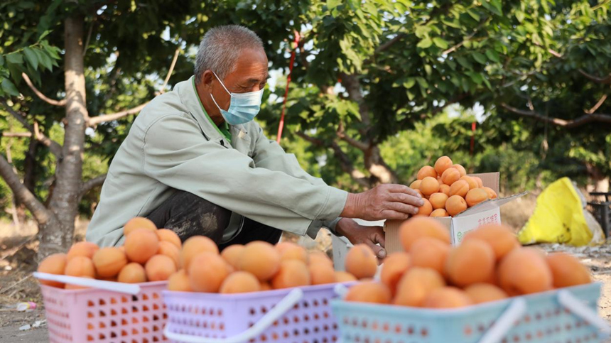 河北省唐山市豐南區一處杏園內，果農正在分裝黃杏。陳軍攝