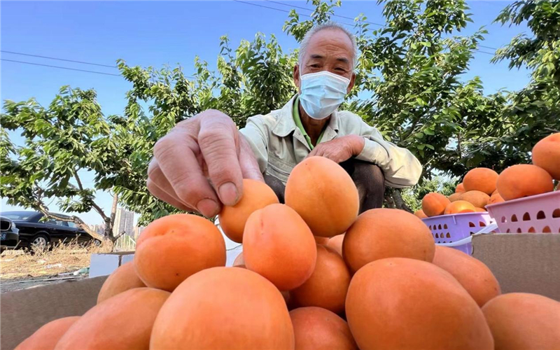 河北：甜杏豐收迎客來 農旅融合促發展