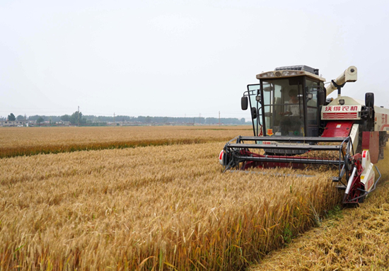 6月21日，收割機在河北省昌黎縣龍家店鎮楊封村的麥田裡收割小麥。佟德龍攝