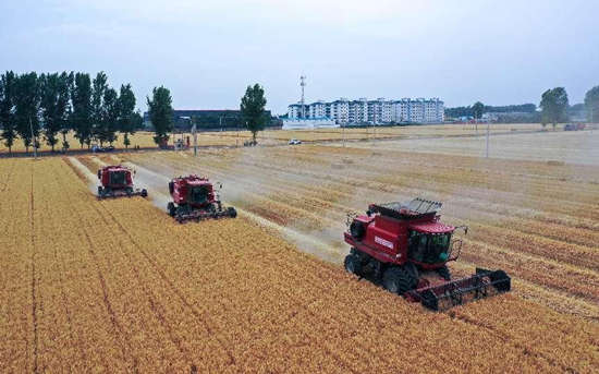 在河北省邢台市南和區閻裡鄉，農民駕駛農業機械進行夏收作業（無人機照片）。 胡長祥攝