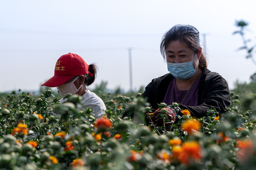 在河北東光縣秦村鎮於渤海村藏紅花種植基地，農民在採摘藏紅花。 鄭延濤攝