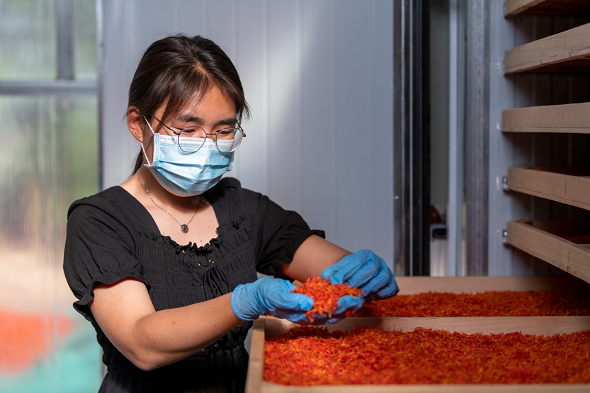 农民烘干采摘的藏红花。  郑延涛摄