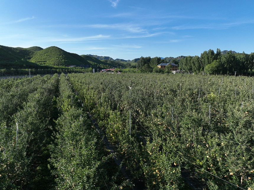 无人机拍摄台底村近千亩的苹果种植园。崔金龙摄