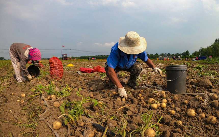 在河北省唐山市丰南区西葛镇沙坨子村农田里，农户们正忙着收获订单马铃薯。 崔光摄