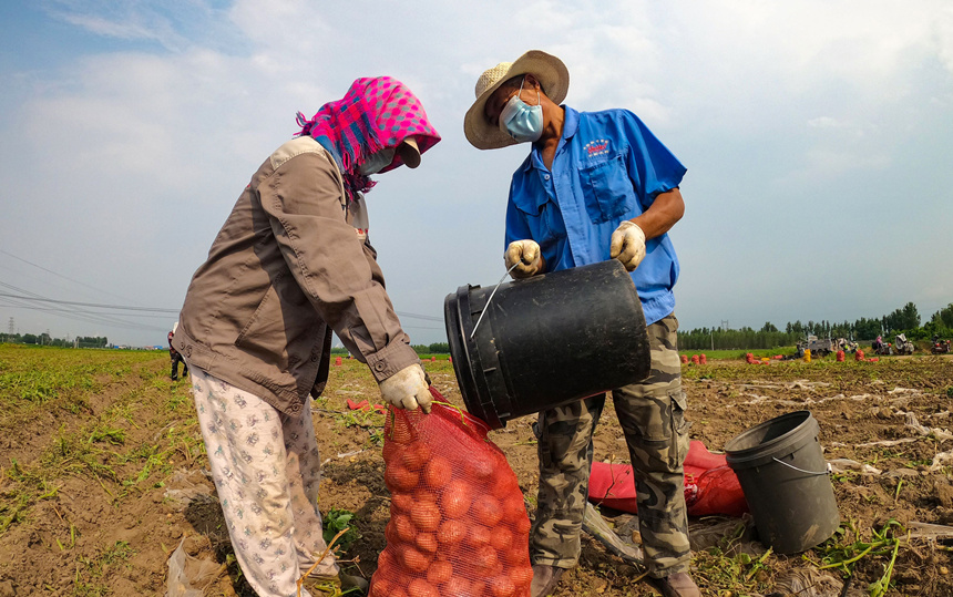 在河北省唐山市丰南区西葛镇沙坨子村农田里，农户们正忙着收获订单马铃薯。 崔光摄