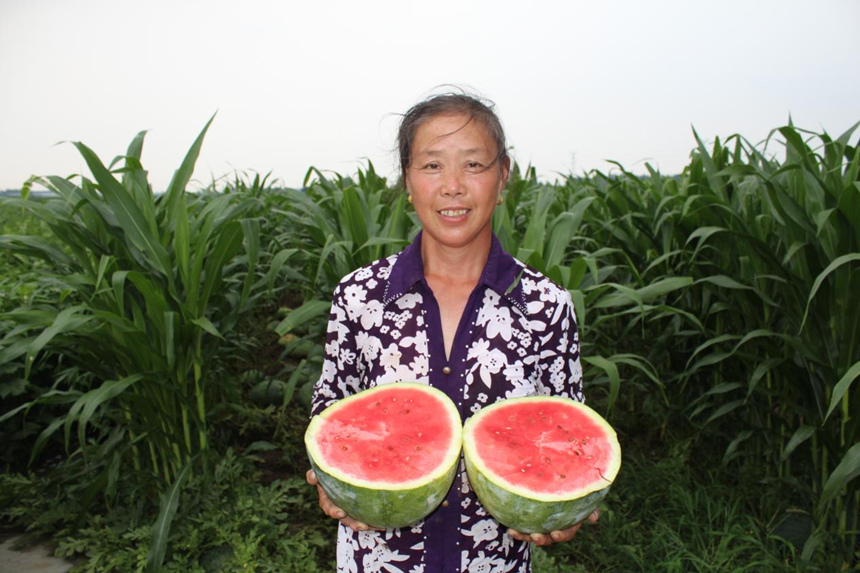 河北省东光县瓜田里，农民抱着成熟的西瓜，脸上洋溢着丰收的喜悦。 赵越摄