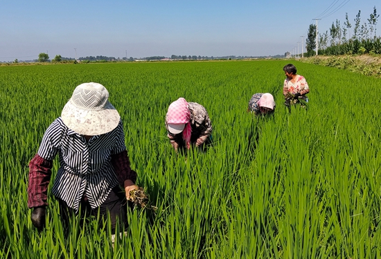 7月15日，農民在河北省玉田縣石臼窩鎮王家樓村稻田勞作。 張仁杰攝