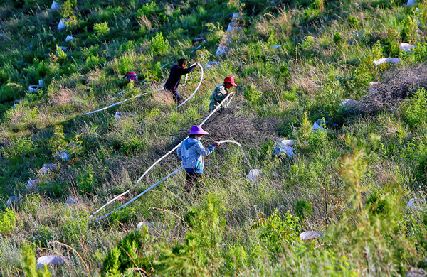 在邯郸市涉县偏城林场石峰林区，造林工人正在给新植的树苗浇水。路海东摄