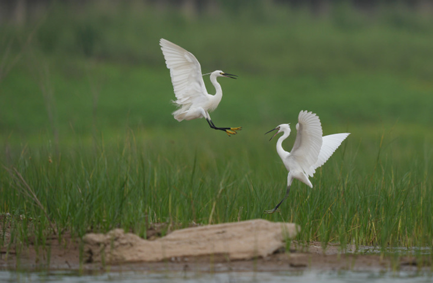 小白鷺現身河北省邢台市國家級水利風景區七裡河濕地內。 霍紅軍攝