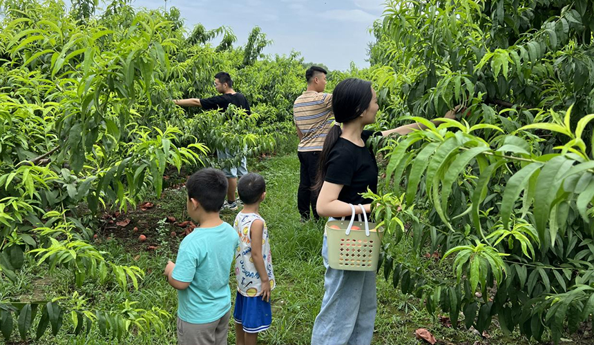东光县桃园里，游客正在体验采摘的乐趣。孟悦摄