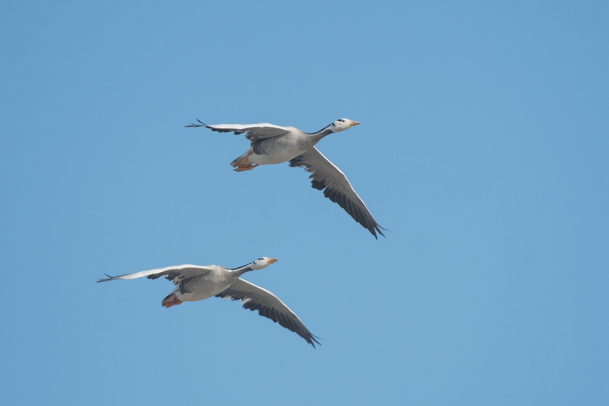 衡水湖實地監測考察中發現的斑頭雁。 張余廣攝
