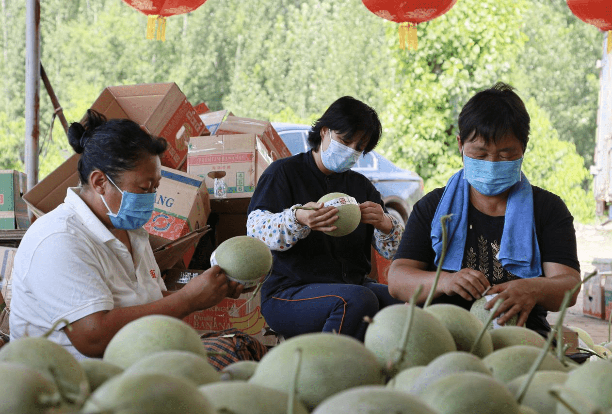 工人們將採摘的哈密瓜進行精心包裝。陳英華攝