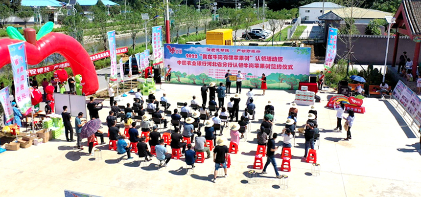 易县苹果树 “私人订制”认领活动现场。 王颖摄