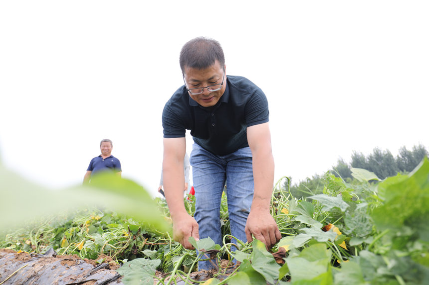 河北省农林科学院甘薯室主任马志民正在示范割红薯秧，为测试做前期准备。孙海峰摄